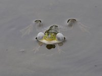 Pelophylax lessonae 42, Poelkikker, Saxifraga-Luuk Vermeer