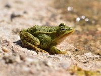 Pelophylax lessonae 47, Poelkikker, Saxifraga-Luuk Vermeer