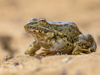 Iberian water frog  Iberian water frog (Pelophylax perezi) on the pank of a sandy pond in the Alcubierre mountains, Aragon, Spain : Pelophylax, amphibian, amphibians, animal, aquatic, background, brown, closeup, color, common, environment, europe, fauna, freshwater, frog, frog on land, frogs, funny, green, iberian, iberian green frog, iberian green frogs, iberian water frog, iberian waterfrog, lake, macro, marsh, mediterranean, nature, pelophylax perezi, perez's frog, perez's frogs, perezi, pond, pretty, rana, ranidae, river, sand, small, spain, species, spring, vertebrate, water, wet, wild, wildlife