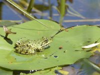 Pelophylax ridibundus 15, Meerkikker, Saxifraga-Tom Heijnen