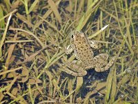 Pelophylax ridibundus 16, Meerkikker, Saxifraga-Tom Heijnen