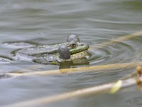 Pelophylax ridibundus 17, Meerkikker, Saxifraga-Tom Heijnen