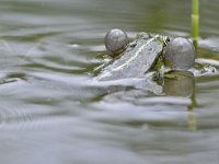 Pelophylax ridibundus 18, Meerkikker, Saxifraga-Tom Heijnen