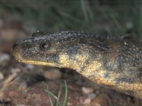 Pleurodeles watl, Sharp-ribbed Salamander
