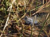 Rana arvalis, Moor Frog