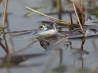 Rana arvalis 59, Heikikker, Saxifraga-Jan Nijendijk