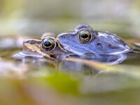 Moor frog couple submersed in water  Moor frog (Rana arvalis) couple in amplexus mating position in the reproduction season submersed under water : Netherlands, amphibian, amphibians, amplexus, animal, arvalis, blue, bluish, brown, closeup, conservation, couple, cute, europe, fauna, female, frog, frogs, head, male, mating, moor, moorfrog, natural, nature, pair, pairing, pond, portrait, rana, ranidae, reproduction, science, season, semiaquatic, spawn, spawning, spring, submersed, summer, tadpole, two, under, water, waterline, weather, wet, wetland, wild, wildlife