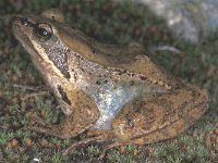 Rana iberica, Iberian Frog
