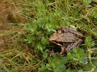 Rana iberica 6, Saxifraga-Ed Stikvoort