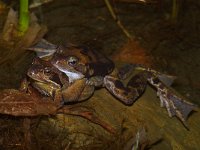 Rana temporaria, Common or Grass Frog