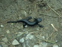 Salamandra atra 5, Saxifraga-Jan van der Straaten