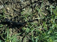 Salamandra atra 6, Saxifraga-Jan van der Straaten