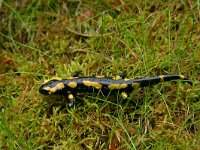 Salamandra salamandra, Fire Salamander