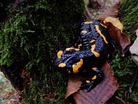 Salamandra salamandra 40, Vuursalamander, Saxifraga-Ed Stikvoort : Dobrec - Grnjac a900