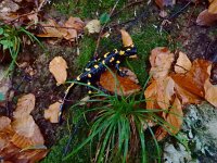 Salamandra salamandra 41, Vuursalamander, Saxifraga-Ed Stikvoort : Moscenicka a900