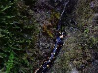 Salamandra salamandra 43, Vuursalamander, Saxifraga-Ed Stikvoort : Moscenicka s9900