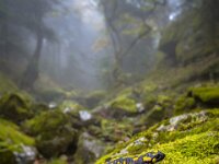 Fire salamander along forest stream  Fire salamander (Salamandra salamandra) in natural habitat along small stream in deciduous forest on peloponnese peninsula in Greece : Peloponnese, Peloponnesos, adult, amphibian, animal, autumn, creek, deciduous, environment, europe, fall, fire, fog, forest, fresh, full length, greece, green, habitat, haze, humid, humidity, landscape, macro, mist, moss, mossy, mountain, national, natural, newt, october, one animal, park, river, rock, salamander, salamandra, side view, spring, stone, stream, threatened species, tranquil, water, wet, wood