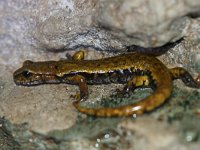 Speleomantes italicus, Italian Cave Salamander
