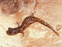 Speleomantes supramontis, Cave Salamander