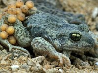 Alytes obstetricans 1, Vroedmeesterpad, male with eggs, Saxifraga-Edo van Uchelen