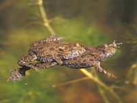 Bombina bombina 2, Roodbuikvuurpad, Saxifraga-Edo van Uchelen