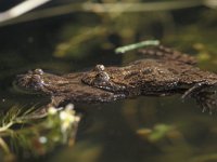 Bombina bombina 8, Roodbuikvuurpad, pair, Saxifraga-Edo van Uchelen