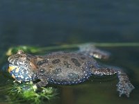 Bombina bombina 1, Roodbuikvuurpad, Saxifraga-Edo van Uchelen