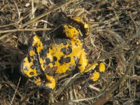 Bombina variegata 4, Geelbuikvuurpad, Saxifraga-Kees Marijnissen