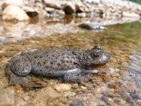 Bombina variegata 5, Geelbuikvuurpad, Saxifraga-Mark Zekhuis