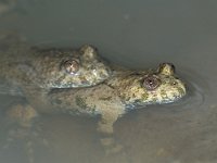 Bombina variegata 7, Geelbuikvuurpad, Saxifraga-Edo van Uchelen