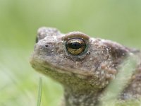 Gewone pad, bufo bufo, Common toad  Gewone pad, bufo bufo, Common toad : Bufo bufo, Common Toad, Gewone pad, Nederland, Utrecht, amfibie, amphibian, animal, april, dier, sidewalk, spring, stad, stedelijk gebied, stoep, straat, street, the Netherlands, voorjaar