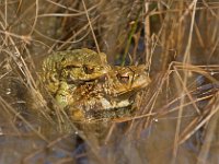 Pad  Parende padden : Bufo bufo