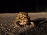 Bufo bufo 24, Gewone pad, Saxifraga-Rudmer Zwerver