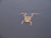 Bufo bufo 27, Gewone pad, Saxifraga-Rudmer Zwerver