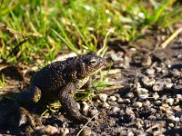 Bufo bufo 32, Gewone pad, Saxifraga-Rudmer Zwerver