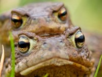 Common Toad (Bufo bufo) in amplex  Portait of a couple of Common Toad (Bufo bufo) in amplex, during spring migration : Bufo bufo, Netherlands, amphibian, amplex, amplexus, animal, background, blurred, bokeh, breeding, brown, bufo, bumpy, closeup, common, couple, creature, creepy, defocus, ecosystem, environment, europe, european, fauna, female, fertilization, frog, grass, green, habitat, love, macro, male, march, mate, natural, nature, pair, partner, reproduce, reproduction, sex, shine, slime, spring, toad, together, two, wild, wildlife