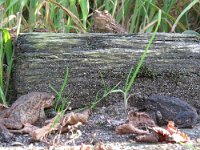 Bufo bufo 51, Gewone pad, Saxifraga-Mark Zekhuis