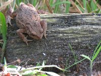 Bufo bufo 53, Gewone pad, Saxifraga-Mark Zekhuis