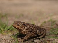 Bufo bufo 54, Gewone Pad, Saxifraga-Bas Klaver