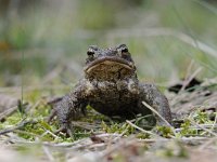 Bufo bufo 65, Gewone pad, Saxifraga-Luuk Vermeer