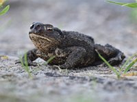 Bufo bufo 69, Gewone pad, Saxifraga-Luuk Vermeer