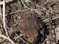 Bufo bufo 74, Gewone pad, Saxifraga-Willem van Kruijsbergen