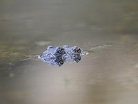 Bufo bufo 62, Gewone pad, Saxifraga-Luuk Vermeer