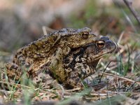 Bufo bufo 71, Gewone pad, Saxifraga-Luuk Vermeer