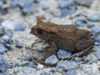 Bufo bufo 75, Gewone pad, Saxifraga-Hans Dekker