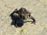 Bufo calamita 9, Rugstreeppad, Saxifraga-Hans Dekker