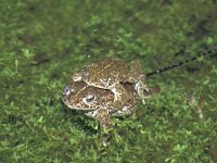 Bufo calamita 1, Rugstreeppad, Saxifraga-Kees Marijnissen