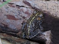 Bufo calamita 14, Rugstreeppad, Saxifraga-Hans Dekker