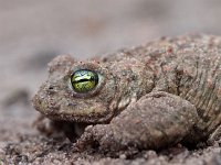 Bufo calamita 18, Rugstreeppad, Saxifraga-Rudmer Zwerver