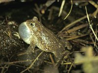 Bufo calamita 2, Rugstreeppad, Saxifraga-Kees Marijnissen